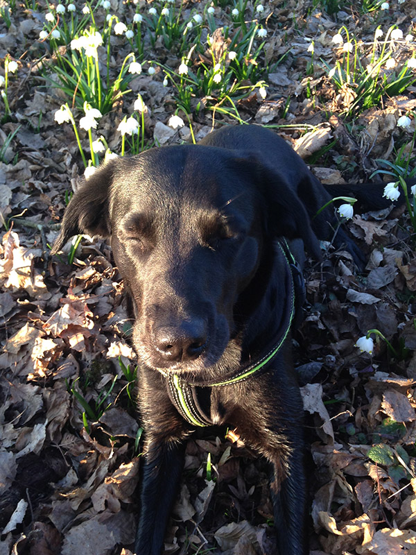 Hundegestützte Psychotherapie